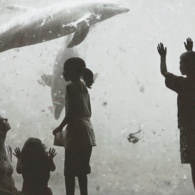 Belevingsonderzoek Dolfinarium